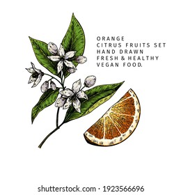 Handgezeichnete orangefarbene Fruchtscheibe und blühender Ast. Gravierte Vektorgrafik. Süße exotische Zitruspflanze. Sommerernte, Konfitüre oder Cocktail vegan Zutat. Menü, Paket, Kosmetik, Lebensmitteldesign