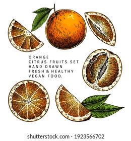 Hand drawn orange fruit whole and sliced, leaves. Engraved vector illustration. Sweet citrus exotic plant. Summer harvest, jam or cocktail vegan ingredient. Menu, package, cosmetic, food design