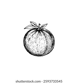 Hand drawn orange fruits. Engraving style black and white on white backgrounds. Vector
