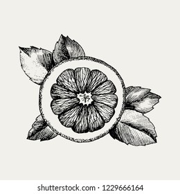 Hand drawn orange icon. Vector decorative orange fruit in the old ink style. Orange icon for brochures, banner, restaurant menu and market