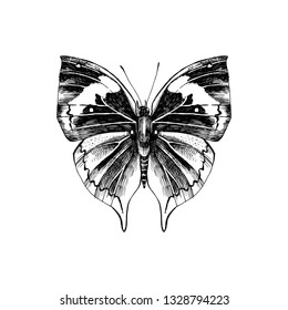 Hand drawn orange oakleaf or dead leaf - Kallima inachus - butterfly