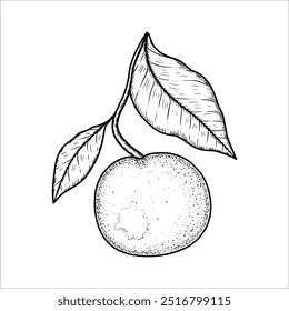 Hand drawn orange on a branch with leaves. Vector illustration