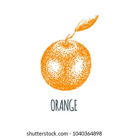 Hand drawn orange on white background. Vector illustration of fruit. Vegetarian food sketch. Farm market product.