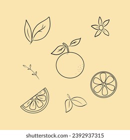 Hand drawn orange outline illustration, branch and flowers, vector illustration, line style