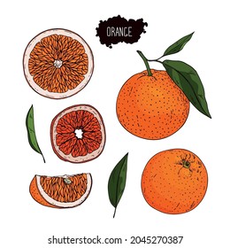 Hand drawn orange set. Color illustration in sketch style.