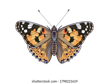 Hand drawn orange Vanessa cardui butterfly isolated on white background. Colorful meadow moth top view. Decorative element in vintage style, t-shirt design, tattoo art. Vector illustration.