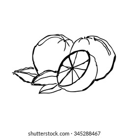 Hand drawn orange . Vector illustrattion. (children draw)