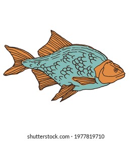 Hand drawn Orange-blue fish vector illustration isolated on the white background
