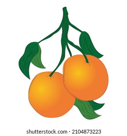 Hand drawn oranges isolated on white background