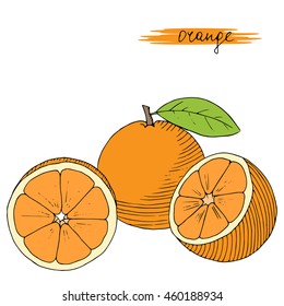 Hand drawn oranges with leaves isolated on white background. Vector illustration.