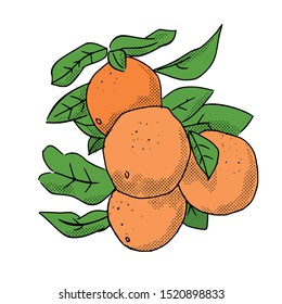 hand drawn oranges vector illustration 