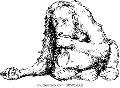 hand drawn orangutan