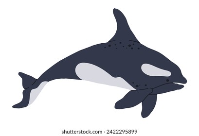 Mano dibujó a orca. Ballena asesina de mar salvaje, animal de mamífero submarino, hermosa orca nade en la ilustración vectorial plana del océano. Ballenas asesinas acuáticas en blanco