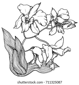 Hand drawn orchid branch. Black and white isolated vector sketch in vintage engraved style.