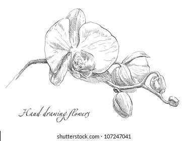 Hand drawn  orchid flower