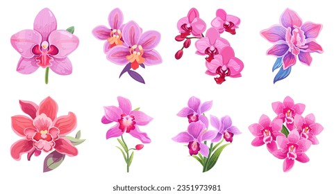 Hand Drawn Orchid Flower Illustration Set