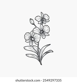 Ilustração de flor de orquídea desenhada à mão. Planta nativa australiana