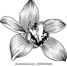 Hand drawn Orchid Flower Sketch Illustration