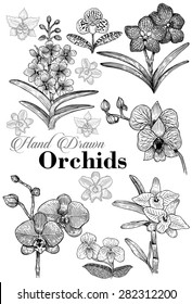 Hand drawn of orchid flowers