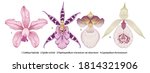 Hand drawn orchid flowers illustration isolated on a white background.