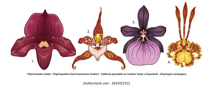 Hand drawn orchid flowers illustration isolated on a white background.