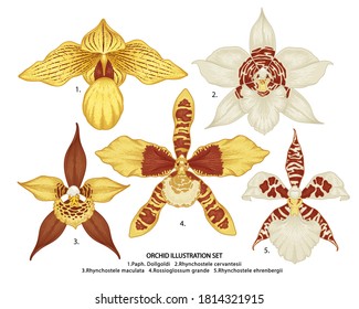 Hand drawn orchid flowers illustration isolated on a white background.