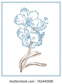Hand drawn orchid flowers. Line style vector illustration isolated on white background.