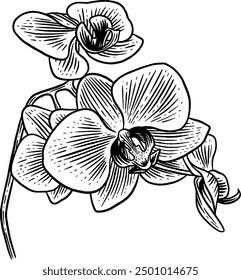 Handgezeichnete Orchidee Blumen Skizze Illustration