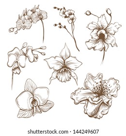 Hand drawn orchid flowers vector set