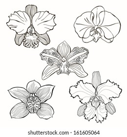 Hand Drawn Orchid Flowers Vector Set .