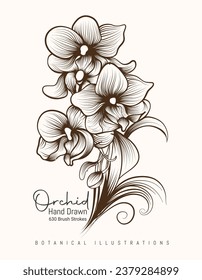Hand drawn orchid outline illustration highly detailed vector art