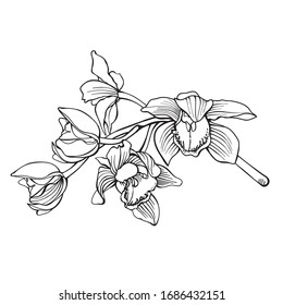 Hand Drawn Orchid Realistic Vector Illustration