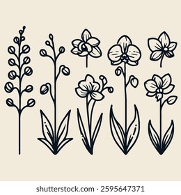 Hand drawn orchid sketch, Cymbidium, Paphiopedilum buds flower, leaf, set of  Phalaenopsis flowers vector, illustration outline drawing, botanical black and white line art, lineart leaves and stems