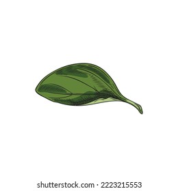 Hand drawn oregano leaf, colored sketch vector illustration isolated on white background. Vintage botanical element with engraving texture. Fresh oregano herb drawing.