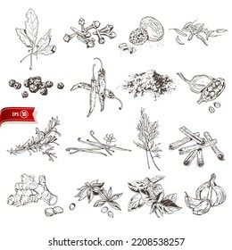 Hand drawn organic herbs and spices collection isolated on white background. Cooking sketched set for poster, web design, banner, card, flyer, icon, logo or badge. Vector illustration.