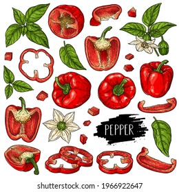 Hand drawn organic vegetable set of bell peppers, slices, halves, pieces, flower, branch and leaves isolated on white background with label. Vector sketch illustration.