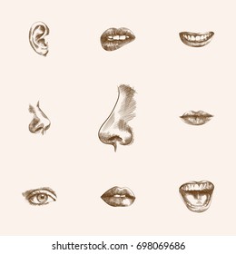 Hand Drawn Organs Sketches Set. Collection Of Listen, Eyelash, Tongue And Other Sketch Elements.