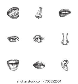 Hand Drawn Organs Sketches Set. Collection Of Eyelash, Eyeball, Lick And Other Sketch Elements.