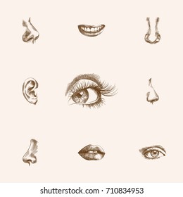 Hand Drawn Organs Sketches Set. Collection Of Mouth, Sniff, Eyeball And Other Sketch Elements.