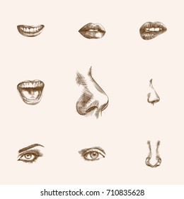 Hand Drawn Organs Sketches Set. Collection Of Nasal, Passion, Mouth And Other Sketch Elements.