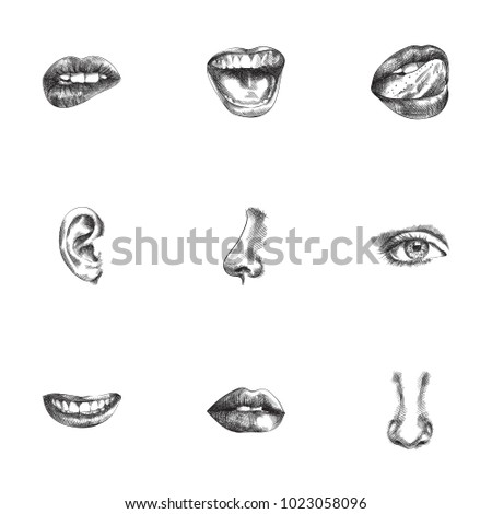 Hand drawn organs sketches set. Collection of smile, ear, eyebrow and other sketch elements.