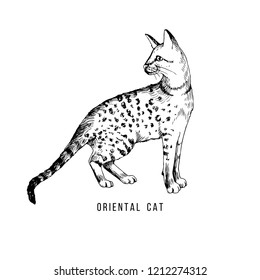 Handgezeichnete orientalische Katze. Vektorgrafik