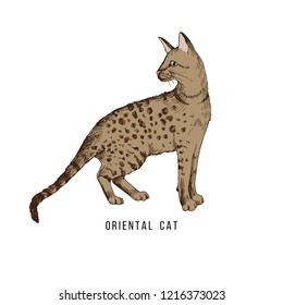 Hand drawn oriental cat. Vector illustration