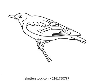 hand drawn oriole bird. Illustrator of doodle bird oriole on a white background. can be used for coloring, etc.