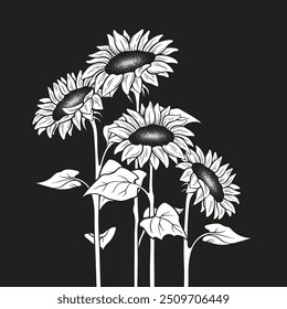 Girasoles blancos y negros adornados dibujados a mano en Ilustración vectorial aislada de estilo gráfico