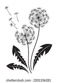 Hand drawn ornate dandelions silhouettes in graphic style isolated vector illustration