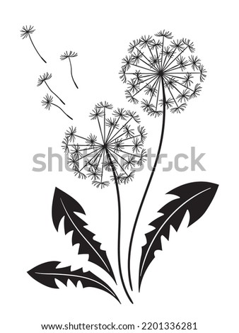 Hand drawn ornate dandelions silhouettes in graphic style isolated vector illustration