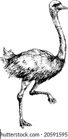 hand drawn ostrich