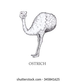 hand drawn ostrich