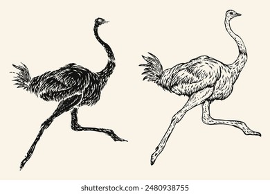 Hand drawn ostrich bird in sketch style. Monochrome vector illustration isolated on white background.